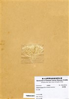 藏品(鈍乳節藻)的圖片